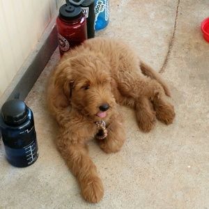 Meet your Posher, Craig